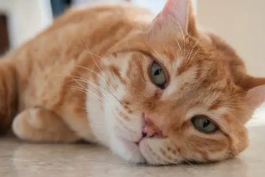 猫猫两天不吃不喝浑身无力是什么情况 猫猫两天不吃不喝浑身无力是什么情况