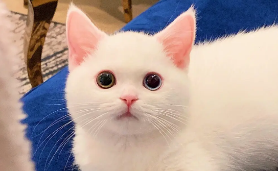 给猫咪打针大概要多少钱 给猫咪打针大概要多少钱