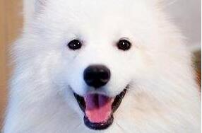 萨摩耶意外怀孕，狗宝出生后主人大哭：这一定是隔壁二哈干的！