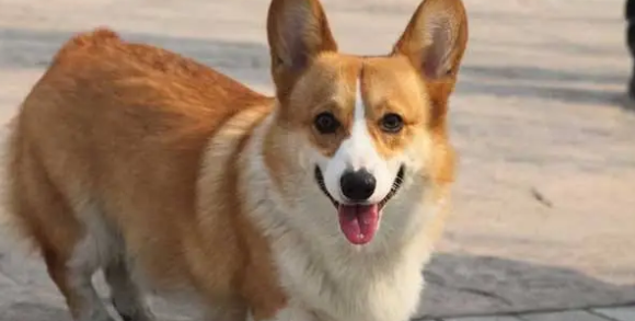 柯基犬如何训练？训练柯基犬的方式和常见问题