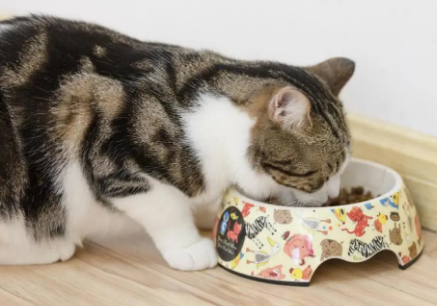 猫吃全价猫粮好吗