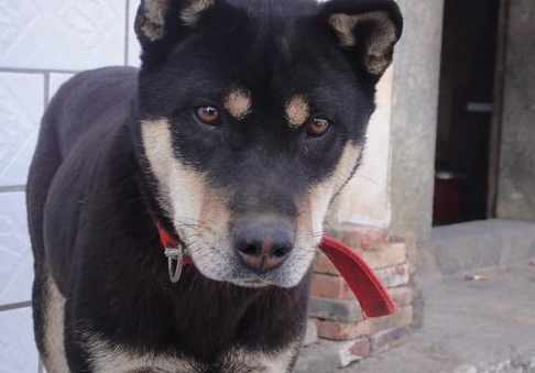 中华田园犬比宠物狗好的6大优势,千万别看不上他们啦! 中华田园犬比宠物狗好的6大优势,千万别看不上他们啦!