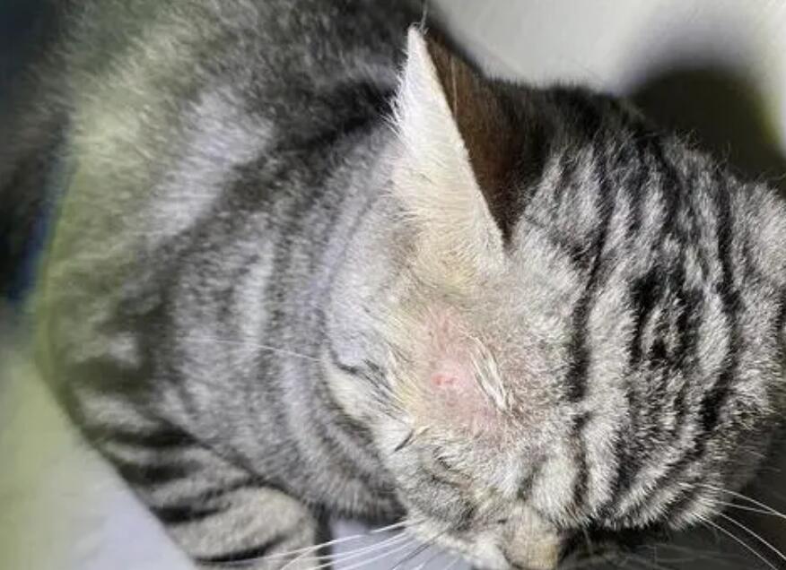 猫咪得猫癣要隔离多久 猫咪得猫癣要隔离多久