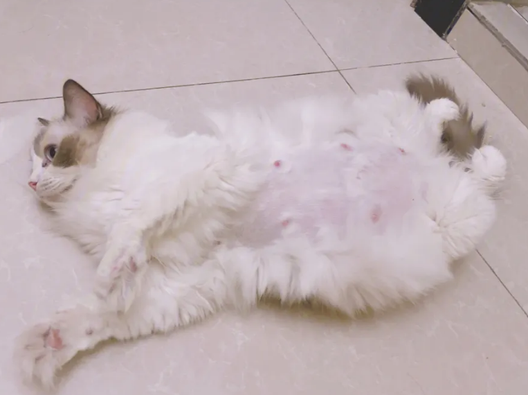 猫咪怀孕期间拉肚子带血血是什么原因？