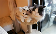 折耳猫的三种绝育方法和绝育注意事项？