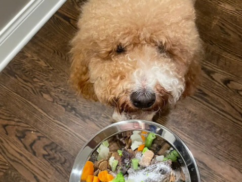 狗不吃狗粮如何自制食物呢