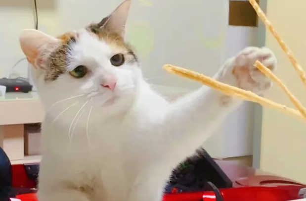 虎主任全价酶解鲜肉无谷猫粮，专为6岁龄以上老年猫研制