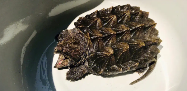 真鳄龟和拟鳄龟的区别是什么? 真鳄龟和拟鳄龟的区别是什么?