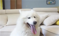 狗狗舌炎吃什么中药？不妨来了解下吧