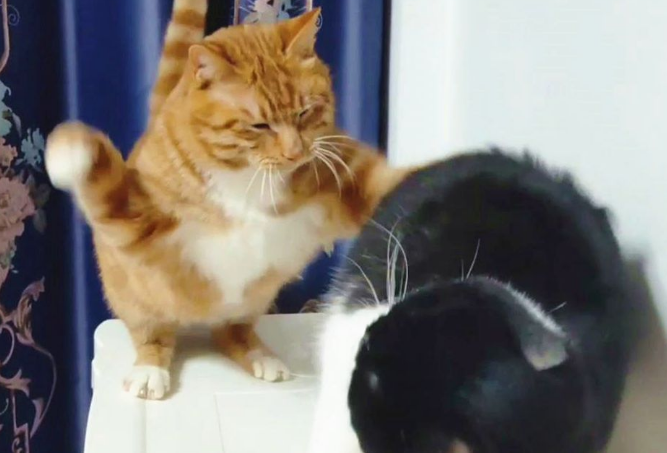 猫嫉妒了会怎么样呢