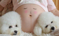 怀孕期间养狗狗常见问题