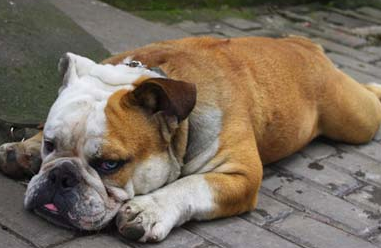 犬维生素A缺乏症的病因是什么?不妨来了解下吧 犬维生素A缺乏症的病因是什么?不妨来了解下吧