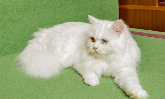 描写波斯猫外貌的句子