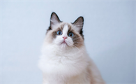 布偶猫不好好吃饭是什么原因?是挑食吗?