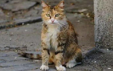 猫咪会过敏吗？