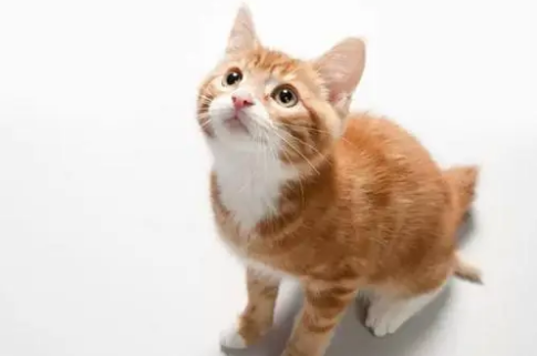 头孢类消炎药可以治疗猫鼻支吗?有用吗?