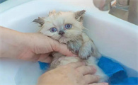 小猫洗了澡会怎么样