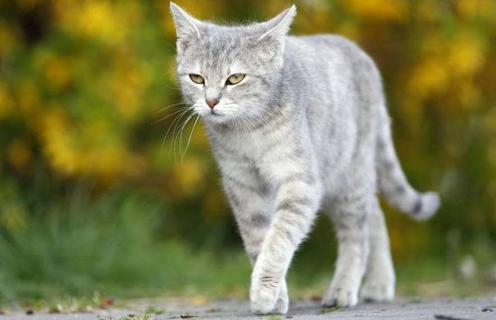 猫咪为什么会走路
