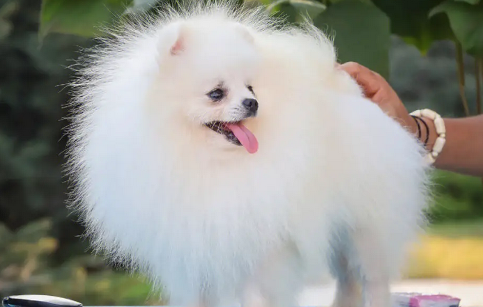 想让博美犬更好看，多给他们吃这种食材