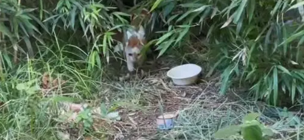 流浪猫究竟有多卑微,一个罐头竟能换取它的全部信任 流浪猫究竟有多卑微,一个罐头竟能换取它的全部信任