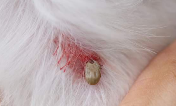 怎样让狗狗远离寄生虫的困扰？
