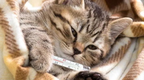 猫咪的耳朵发热 是发烧的症状吗? 猫咪的耳朵发热 是发烧的症状吗?