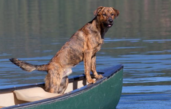 普罗特猎犬幼犬出售
