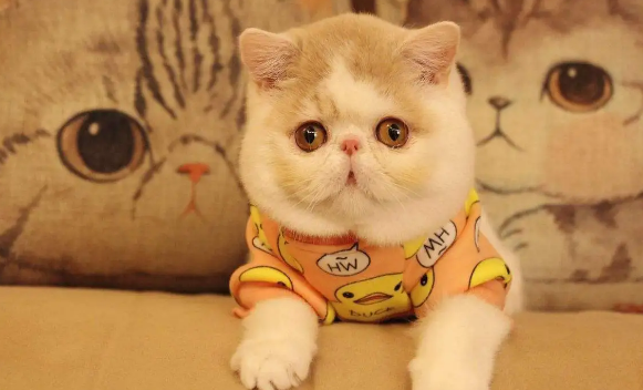 猫咪可能得了猫鼻支如何有效治疗?能治好吗?