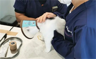 宠物医院外驱虫多少钱