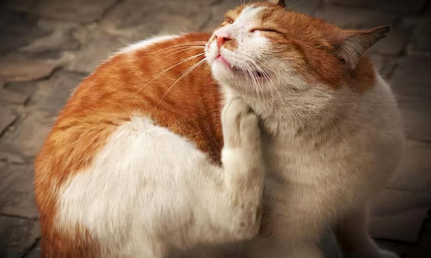 抱完猫咪身体很痒是怎么回事? 抱完猫咪身体很痒是怎么回事?