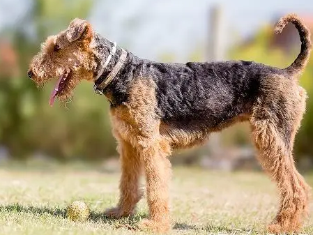 小型寻回犬有哪些品种 小型寻回犬有哪些品种