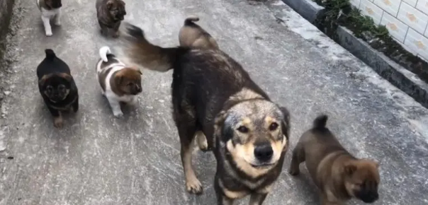 土狗一生会认几个主人呢 土狗一生会认几个主人呢