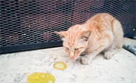 宠物猫拉肚子，没精神是什么原因呢？