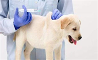 狗狗疫苗怎么选?宠主必看!