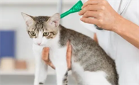 猫咪驱虫多久一次比较好