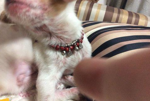 犬的钱癣症状及治疗方法