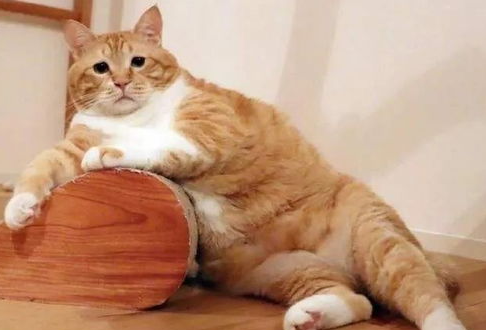 橘猫叫唤不停地五大原因,铲屎官们要注意了! 橘猫叫唤不停地五大原因,铲屎官们要注意了!
