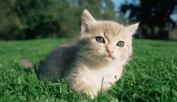 猫一岁没打针还用打吗？是否需要接种疫苗？