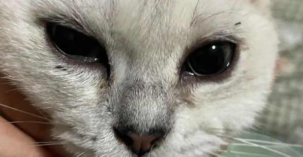 猫咪眼睛流泪 有点睁不开 是咋回事