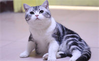 美短猫长大眼睛变色
