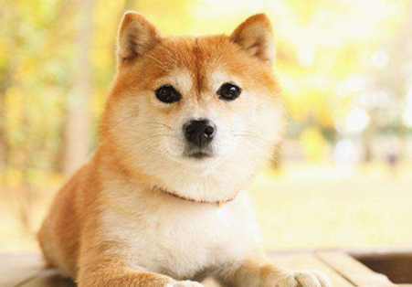 柴犬嘴巴溃疡会痛吗？来看看吧