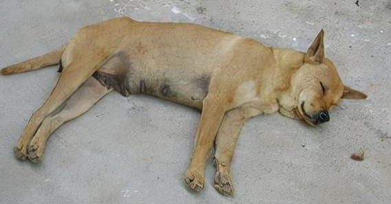 狗狗死后咋处理