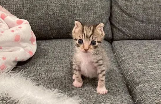 猫咪便血的原因及应对措施,铲屎官必看! 猫咪便血的原因及应对措施,铲屎官必看!