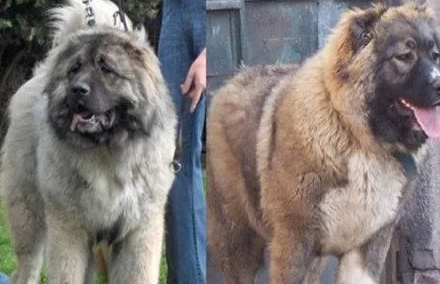 高加索犬如何繁殖下一代？