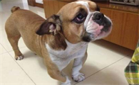 犬干眼病的特征是什么？狗狗得了干眼病怎么办？