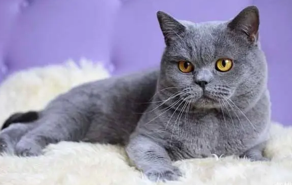 宠物猫有多少品种 宠物猫有多少品种