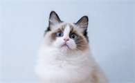 如何训练布偶猫抓东西？怎么摸布偶猫