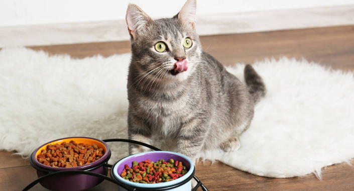 甜不腻猫粮多少钱一袋 甜不腻猫粮多少钱一袋