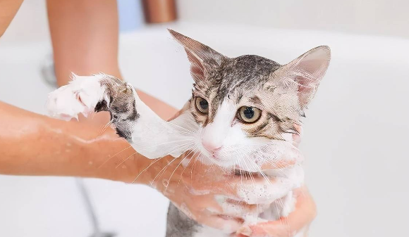 宠物猫可以不洗澡吗