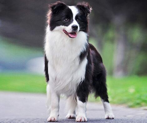 中型犬养什么好，中型犬哪些温顺好养
